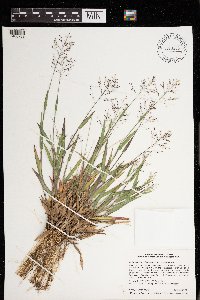 Dichanthelium commonsianum image