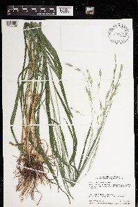 Bromus pubescens image