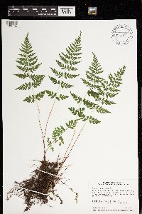 Cystopteris tenuis image