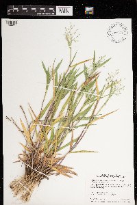 Dichanthelium oligosanthes image