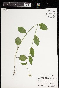 Cardamine bulbosa image