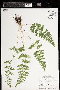Cystopteris laurentiana image