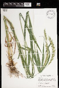 Elymus virginicus image