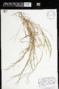 Torreyochloa pallida var. fernaldii image