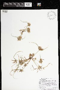 Cyperus odoratus image