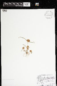 Cyperus odoratus image