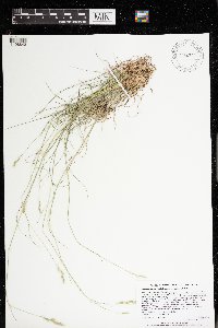 Danthonia spicata image