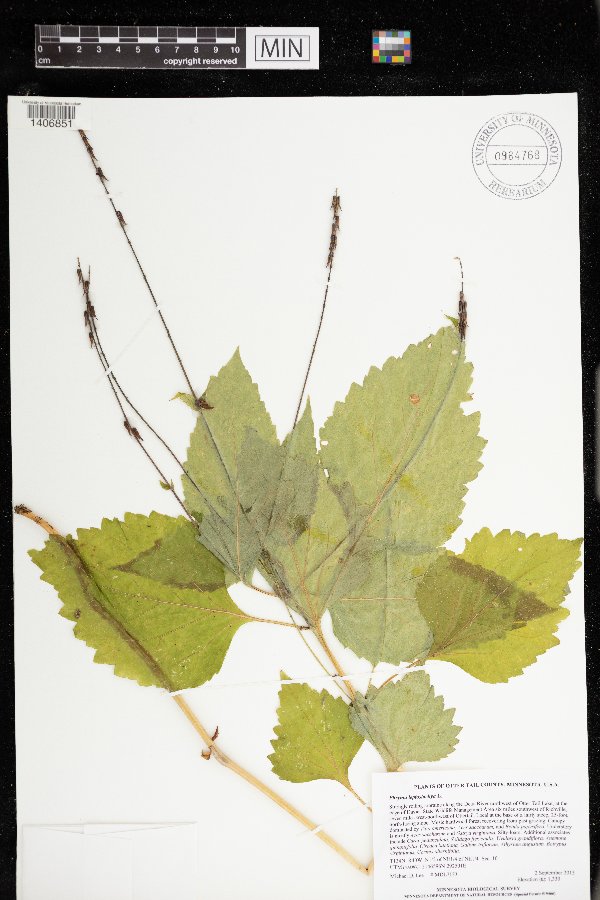 Phryma leptostachya image