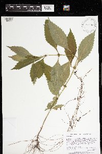 Lycopus virginicus image