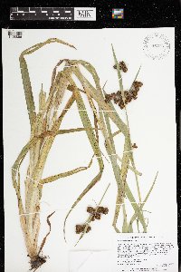 Scirpus atrovirens image