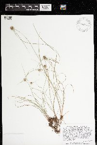 Cyperus lupulinus subsp. macilentus image