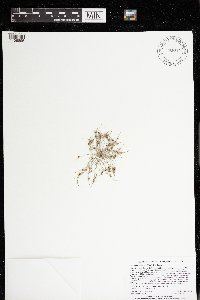 Lipocarpha micrantha image