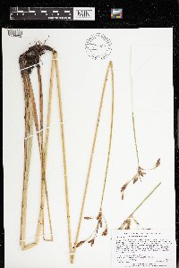 Schoenoplectus heterochaetus image