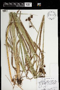 Scirpus atrovirens image