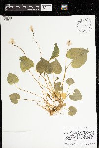 Viola cucullata image