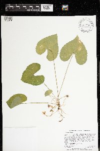 Viola sororia image