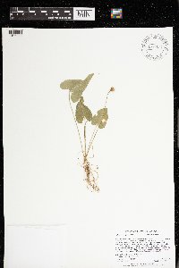 Viola grisea image