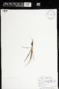 Isoetes echinospora image