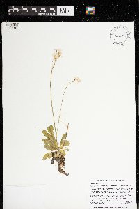 Primula mistassinica image