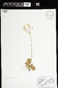 Primula mistassinica image