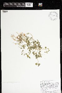 Chrysosplenium americanum image