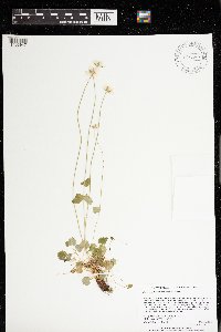 Parnassia palustris image
