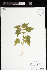 Chenopodium simplex image