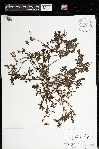 Portulaca oleracea image