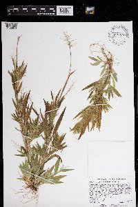 Dichanthelium acuminatum image