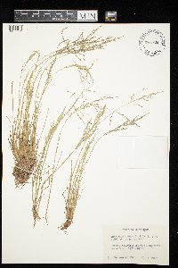 Puccinellia distans image