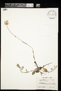Antennaria parlinii subsp. fallax image