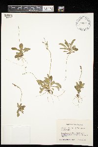 Primula mistassinica image