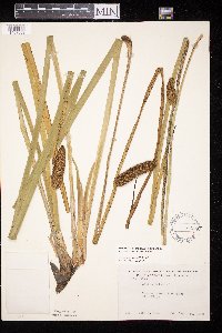 Acorus americanus image