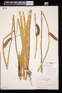 Acorus americanus image