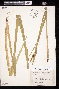 Acorus americanus image