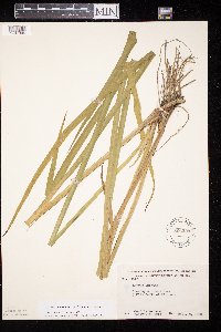 Acorus americanus image