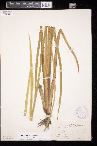 Acorus americanus image
