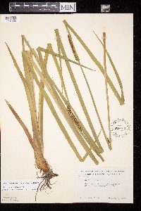 Acorus americanus image