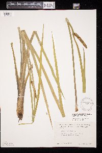 Acorus americanus image
