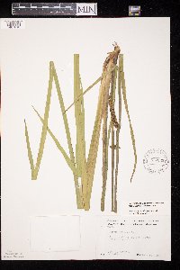 Acorus americanus image