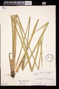 Acorus americanus image