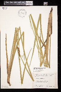Acorus americanus image