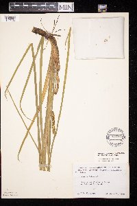 Acorus americanus image