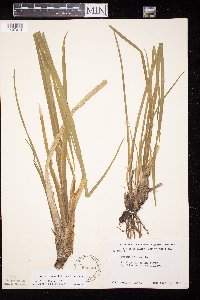 Acorus americanus image