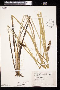 Acorus americanus image