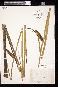 Acorus americanus image