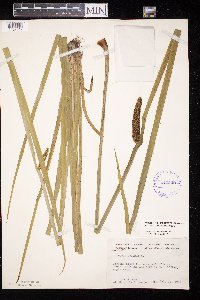 Acorus americanus image