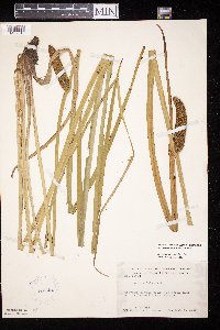 Acorus americanus image