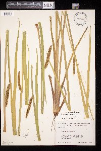 Acorus americanus image