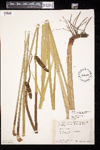 Acorus americanus image